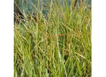 6 X Erba Testa Verde - Sesleria Heufleriana | Vaso 9Cm X 9Cm