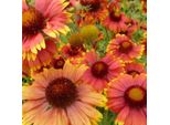 6 X Gaillardia 'Tokayer' | Vaso 9 Cm X 9 Cm