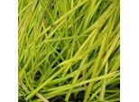 6 X Carice Rigido - Carex Elata 'Aurea' | Vaso 9 Cm X 9 Cm