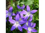6 X Cuscini Sospesi Campanula - Campanula Poscharskyana 'Stella' | Vaso 9 Cm X 9 Cm