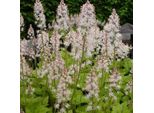 6 X Timbuktu - Tiarella 'Tiger Stripe' | Vaso 9 Cm X 9 Cm