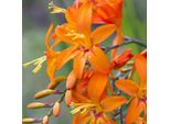 6 X Montbretia - Crocosmia 'Emily Mckenzie' | Vaso 9 Cm X 9 Cm