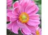 6 X Anemone Autunnale - Anemone Ibrido 'Serenade' | Vaso 9 Cm X 9 Cm
