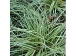6 X Carice Piede D'uccello - Carex Ornithopoda 'Variegata' | Vaso 9 Cm X 9 Cm