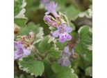 6 X Gundermann - Glechoma Hederacea 'Variegata' | Topf 9Cm X 9Cm
