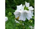 6 X Malva Muschiata Bianca - Malva Moschata 'Alba' | Vaso 9Cm X 9Cm