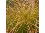 6 X Sedge Rosso - Carex Testacea | Vaso 9Cm X 9Cm