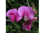 6 X Pisello Odoroso Red Pearl - Lathyrus Latifolius 'Red Pearl' | Vaso 9 Cm X 9 Cm