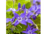 6 X Monte Glockenblume - Campanula Garganica | Topf 9Cm X 9Cm