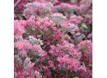 6 X Greaseleaf 'Robustum' - Sedum 'Robustum' (= 'Ruby Glow') | Vaso 9Cm X 9Cm