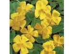 6 X Eliantemo - Helianthemum 'Golden Queen' | Vaso 9 Cm X 9 Cm