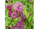 6 X Sterndolde - Astrantia Major 'Lars' | Vaso 9 Cm X 9 Cm