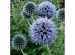 6 X Echinops Ritro 'Veitch's Blue' | Vaso 9 Cm X 9 Cm