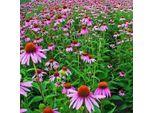 6 X Fiori Di Conifera - Echinacea Purpurea | Vaso 9Cm X 9Cm