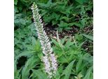 6 X Veronica Candelabro - Veronicastrum Virginicum 'Album' | Vaso 9 Cm X 9 Cm