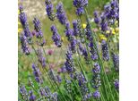 6 X Lavanda Provenzale - Lavandula Intermedia 'Grosso' | Vaso 9 Cm X 9 Cm