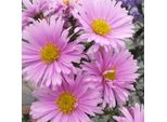 6 X Aster A Foglia Liscia - Aster Novi Belgii 'Sarah Ballard' | Vaso 9 Cm X 9 Cm