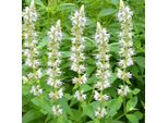 6 X Ortica Profumata - Agastache Rugosa 'Alabaster' | Vaso 9 Cm X 9 Cm