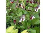 6 X Consolida Maggiore - Symphytum Grandiflorum 'Wisley Blue' | Vaso 9 Cm X 9 Cm