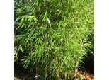 Bambù Alto Da Siepe - Fargesia Robusta | 60-80 Cm In Contenitore