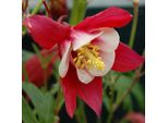 6 X Aquilegia A Stelo Lungo - Aquilegia 'Crimson Star' | Vaso 9 Cm X 9 Cm