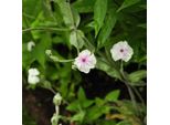 6 X Silene Coronaria - Lychnis Coronaria 'Alba' | Vaso 9 Cm X 9 Cm