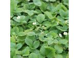 6 Fragole - Fragaria Vesca 'Alexandria' | Vaso 9 Cm X 9 Cm