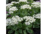 6 X Piante Grasse - Sedum Spectabile 'Stardust' | Vaso 9 Cm X 9 Cm