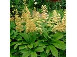 6 X Rodgersia Pinnata - Rodgersia Pinnata | Vaso 9Cm X 9Cm