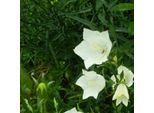 6 Campanule A Foglia Piatta - Campanula Persicifolia 'Alba' | Vaso 9 Cm X 9 Cm