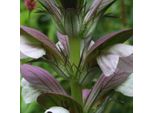 6 X Artiglio D'orso - Acanthus 'Hollande Du Nord' | Vaso 9 Cm X 9 Cm
