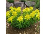 6 X Euforbia Dorata - Euphorbia Polychroma | Vaso 9Cm X 9Cm