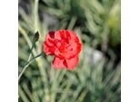 6 X Garofano Primaverile - Dianthus Plumarius 'David' | Vaso 9 Cm X 9 Cm