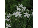 6 X Lino Perenne - Linum Perenne 'Diamant' | Vaso 9 Cm X 9 Cm