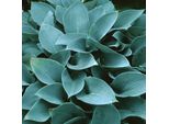 6 X Funkie - Hosta 'Halcyon' | Vaso 9 Cm X 9 Cm