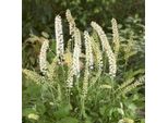 6 X Actea Simplex 'White Pearl' - Actaea Simplex 'White Pearl' | Vaso 9 Cm X 9 Cm