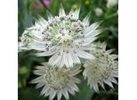 6 X Astrantia - Astrantia Major 'Snow Star' | Vaso 9 Cm X 9 Cm