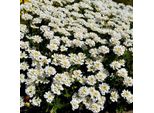 6 X Iberis Sempervirens 'Fischbeck' | Vaso 9 Cm X 9 Cm