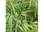 Bambù - Fargesia Murieliae 'Rufa' | 60- 80 Cm In Contenitore