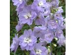 6 X Delphinium - Delphinium 'Camelliard' | Vaso 9 Cm X 9 Cm