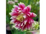 6 X Aquilegia A Stelo Lungo - Aquilegia 'Nora Barlow' | Vaso 9 Cm X 9 Cm