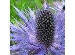 6 X Eryngium Alpinum 'Blue Star' | Vaso 9 Cm X 9 Cm