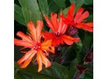 6 X Lychnis Arkwrightii 'Vesuvius' | Vaso 9 Cm X 9 Cm