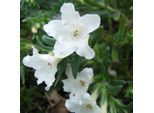 6 Semi Di Lithodora Diffusa 'Alba' | Vaso 9 Cm X 9 Cm