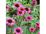 6 X Cappello Da Sole - Echinacea Purpurea 'Fatal Attraction' | Vaso 9 Cm X 9 Cm