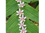 6 X Giglio Rospo Giapponese - Tricyrtis Hirta | Vaso 9Cm X 9Cm