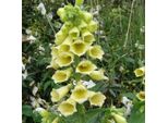 6 X Digitale A Fiore Grande - Digitalis Grandiflora | Vaso 9Cm X 9Cm