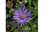 6 X Aster Estivo - Aster Amellus 'Rudolf Goethe' | Vaso 9 Cm X 9 Cm