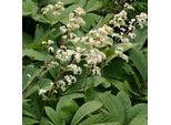 6 X Foglie Di Sambuco - Rodgersia Sambucifolia | Vaso 9Cm X 9Cm
