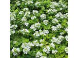 6 X Ehrenpreis - Veronica Repens | Topf 9Cm X 9Cm